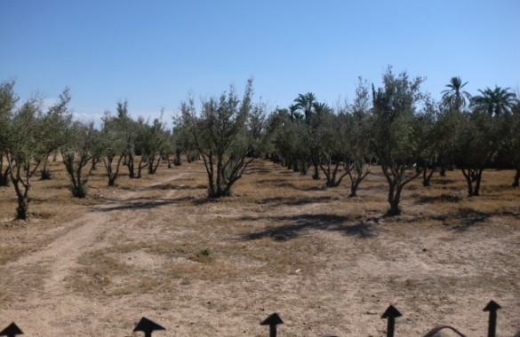 Amazing plot for sale in the Palm Grove of Marrakesh