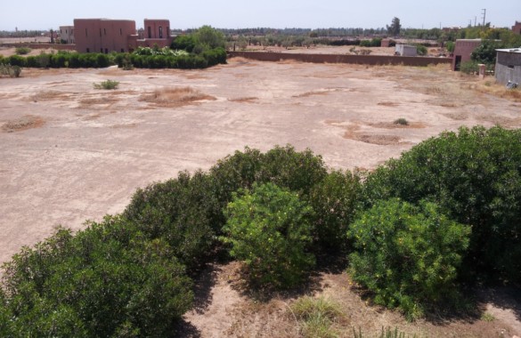 Building land in the Palm Grove