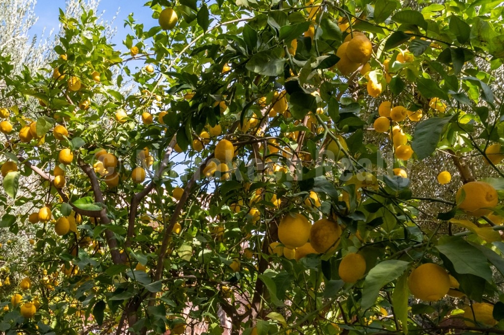 Pleasant 4 bedroom villa for rent long term with pool