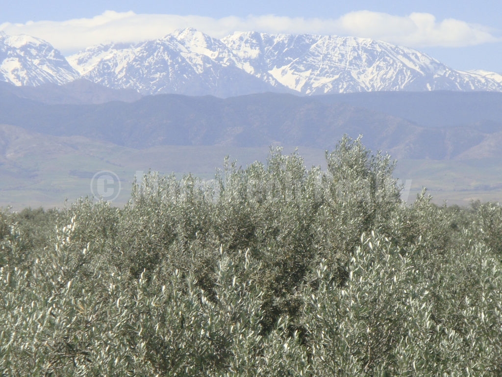 Charmante propriété nichée dans une oliveraie à vendre à Marrakech