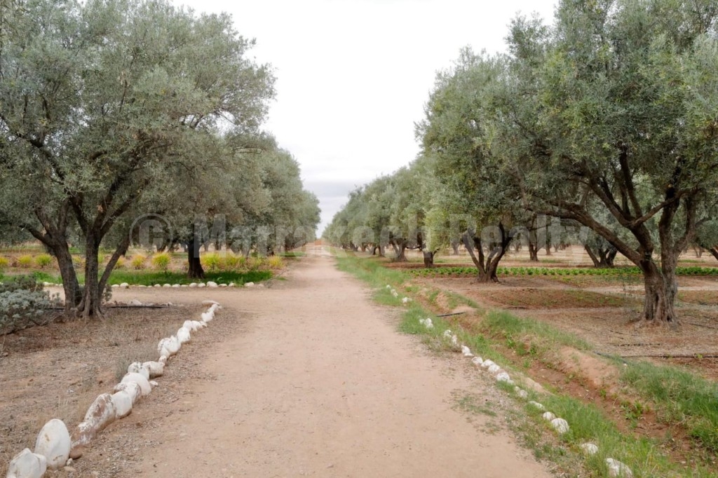 Charmante propriété nichée dans une oliveraie à vendre à Marrakech