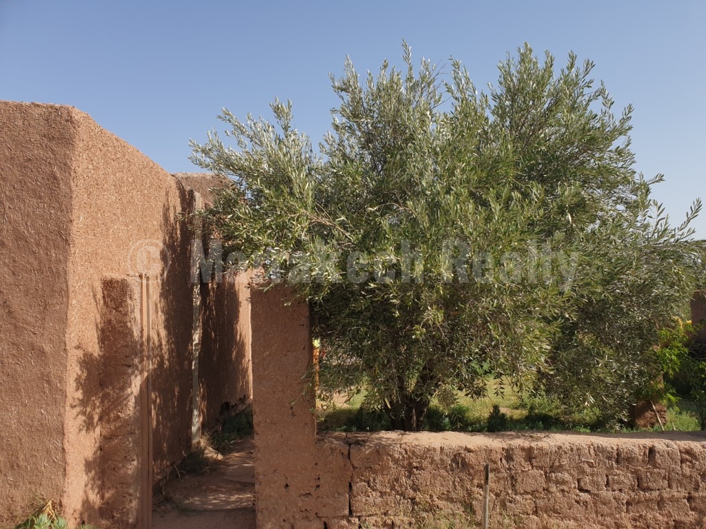 Berber style eco property on a 3.3 hectare olive grove just listed