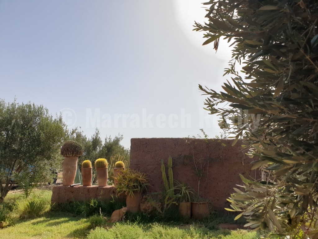 Berber style eco property on a 3.3 hectare olive grove just listed