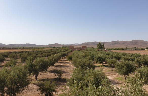 Berber style eco property on a 3.3 hectare olive grove just listed