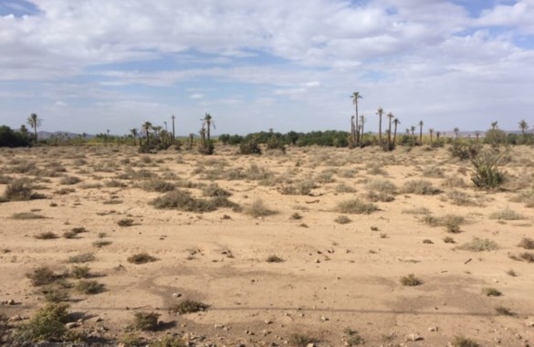 Large titled plot for sale in the palm grove of Marrakesh