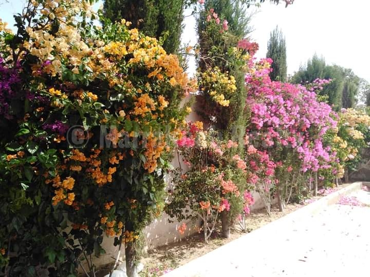 Charmante maison à vendre à 8 km d’Essaouira