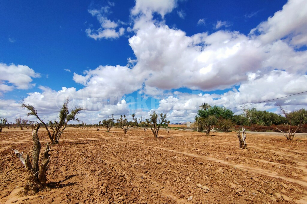 Exceptionnel terrain en vente en Palmeraie de Marrakech