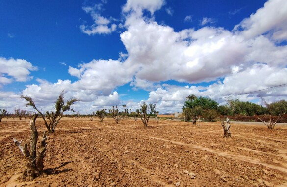 Exceptional land for sale in the Palmeraie of Marrakech