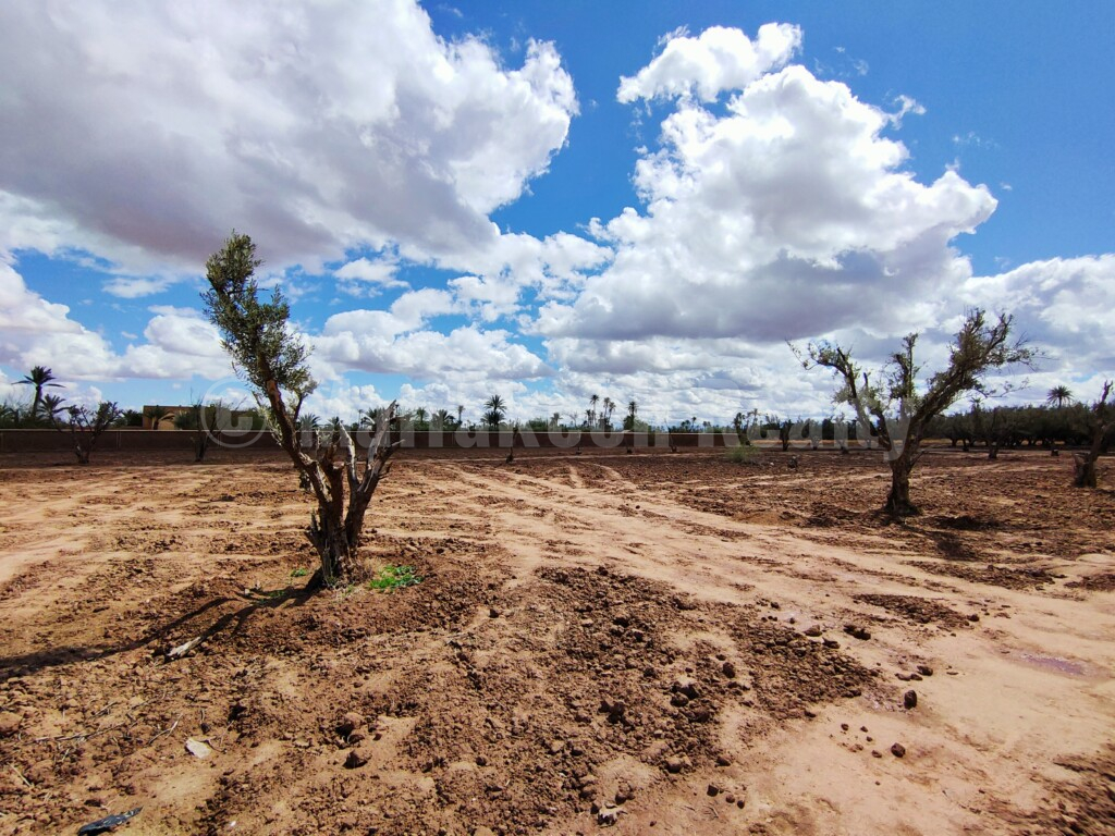 Exceptionnel terrain en vente en Palmeraie de Marrakech
