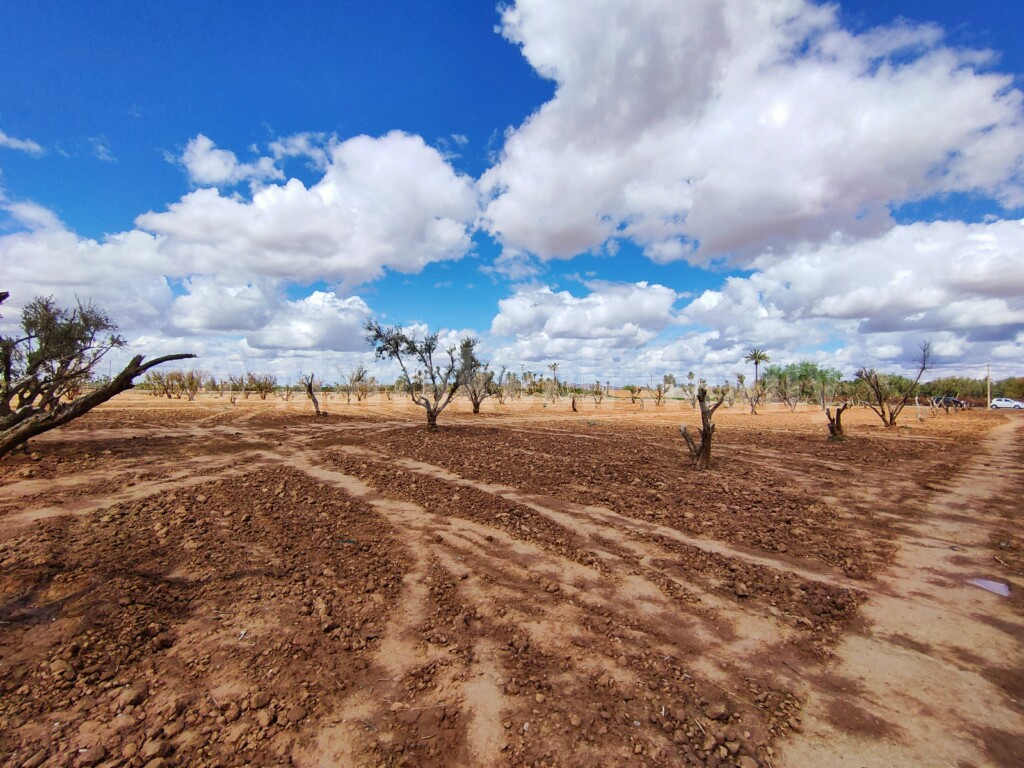 Exceptionnel terrain en vente en Palmeraie de Marrakech