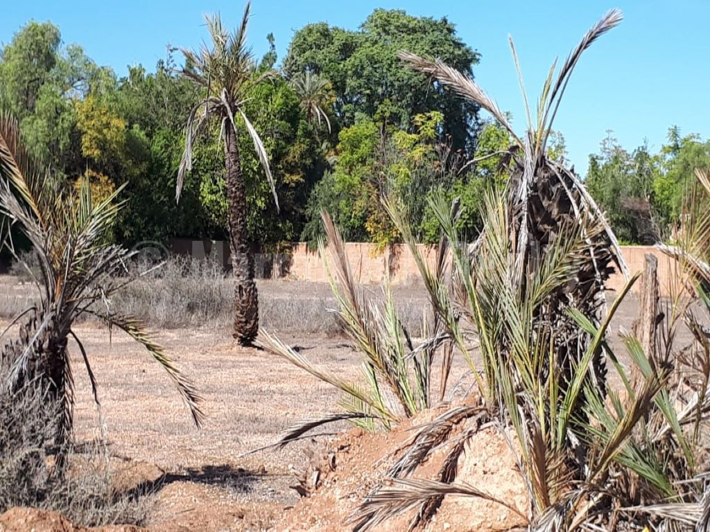 Terrain titré d’un hectare sans VNA dans le meilleur quartier de la Palmeraie
