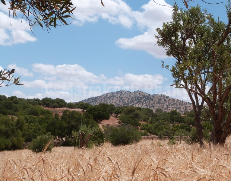Superbe domaine de 7 hectares au sud d’Essaouira