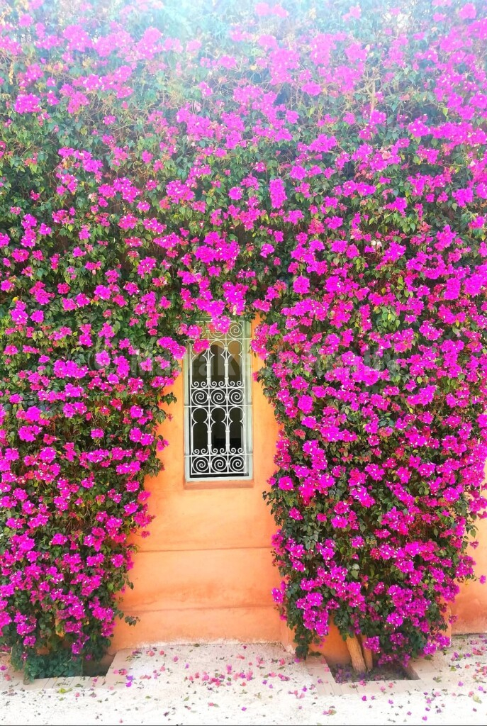 Villa La porte au lion – 3 chambres – grand jardin et grande piscine sans vis-à-vis
